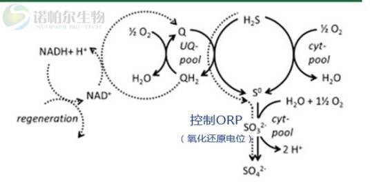 沼气生物脱硫