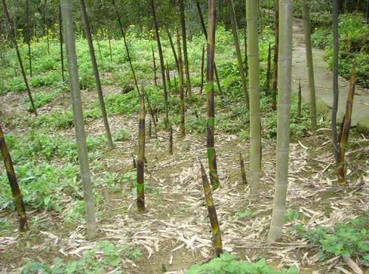 崇阳雷竹笋