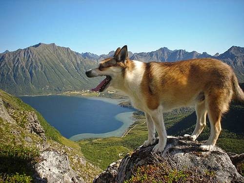 伦德猎犬