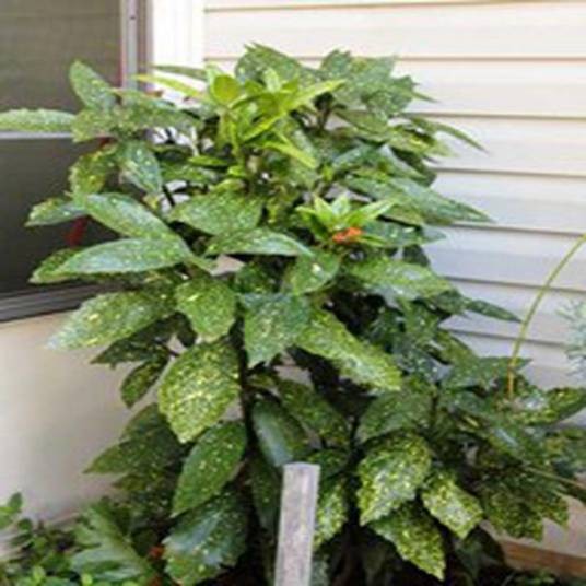 Aucuba japonica