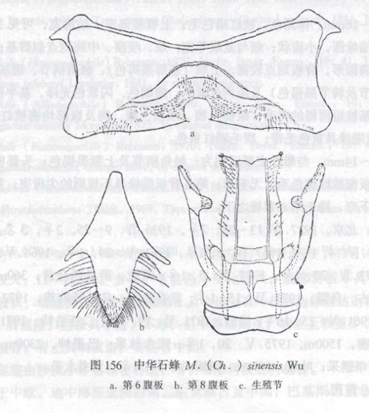 中华石蜂