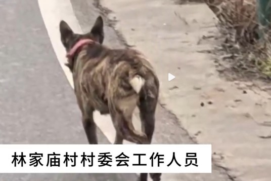 1·8巴中疯狗咬人事件