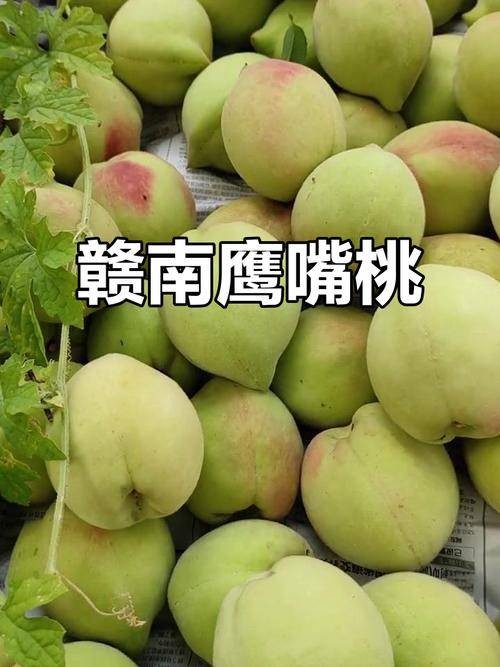 赣南鹰嘴桃