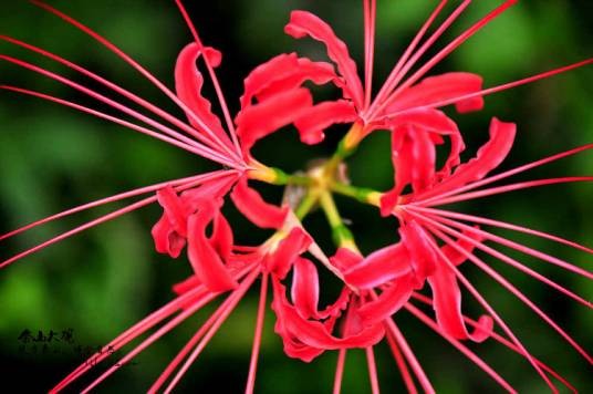 长筒石蒜花