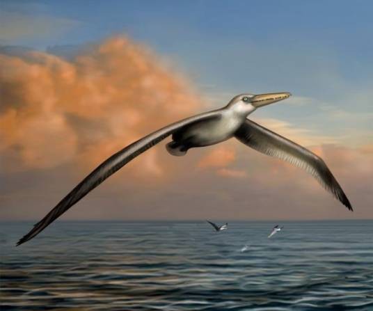 Pelagornis sandersi
