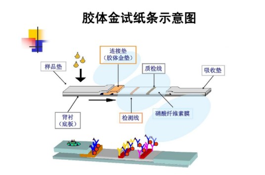 胶体金检测