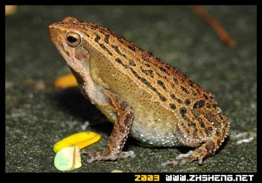 花细狭口蛙