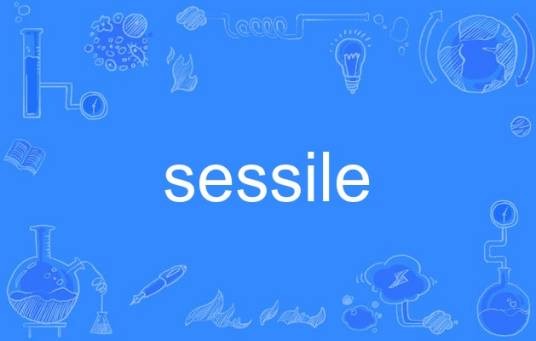 sessile
