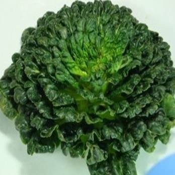 塔菜