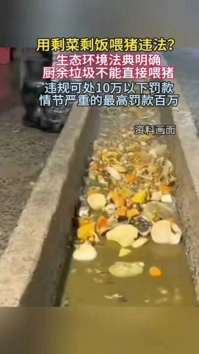泔水喂猪