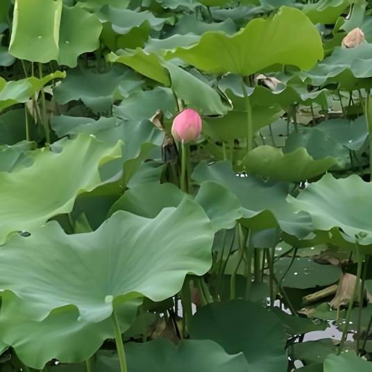淡然若水