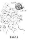 满江红属