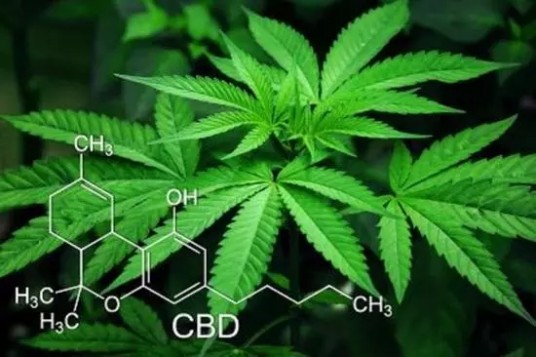 大麻二酚