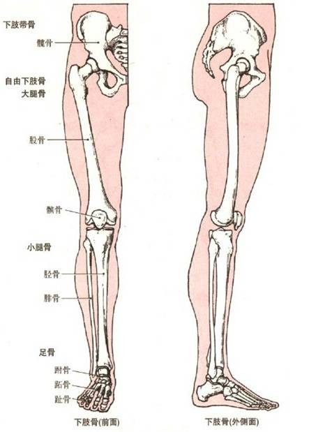 下肢骨