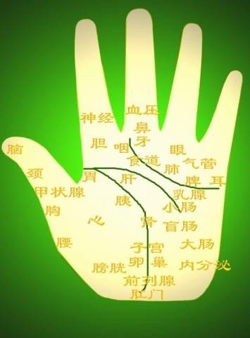 掌部医学