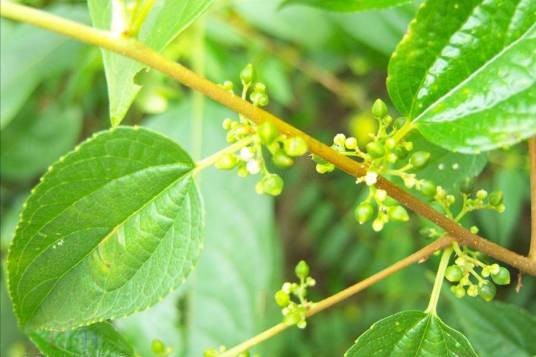 山黄麻（大麻科山黄麻属植物）