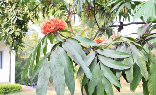 无忧花（豆科无忧花属植物）