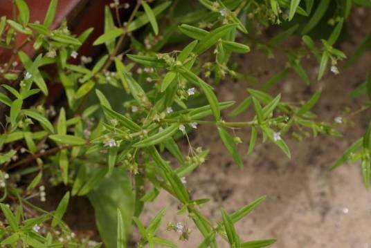 水线草（茜草科水线草属植物）