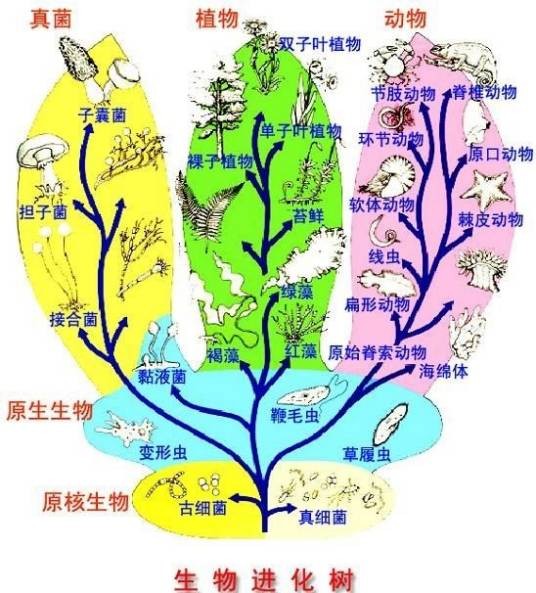 早期生物历史