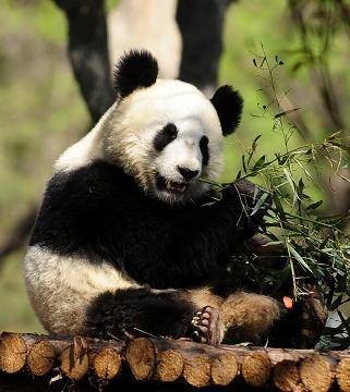 咚咚(原济南动物园饲养的雄性大熊猫)