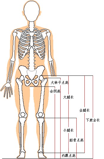 下肢全长