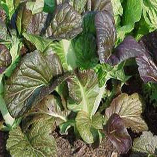 Brassica juncea（十字花科植物）