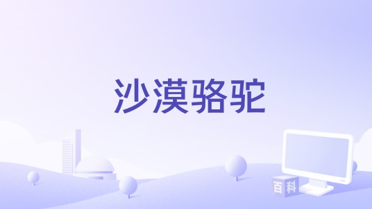 沙漠骆驼（2025年黄丽玲、王赫野演唱的歌曲）