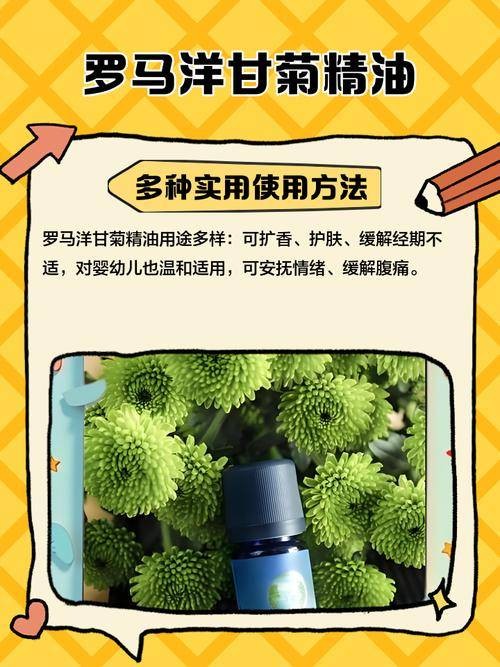 罗马洋甘菊精油