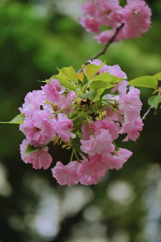 关山樱花