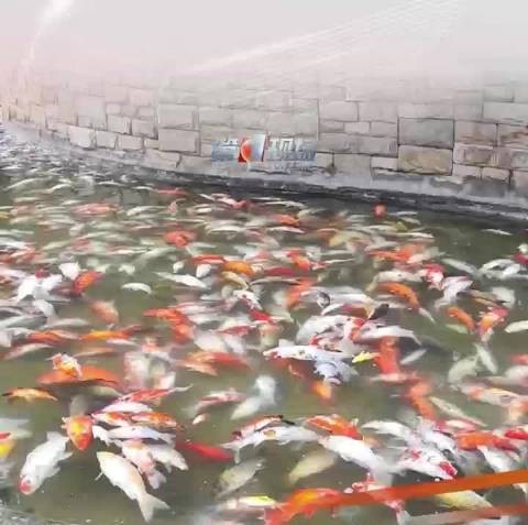 1·12重庆嘉陵公园观赏鱼死亡事件