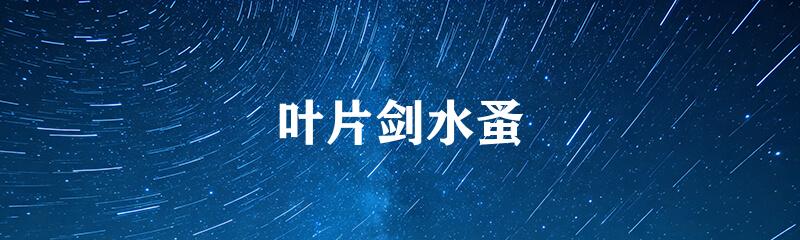 叶片剑水蚤